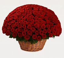 251 Премиум красная роза в Толбазы Премиум букет из: Розы в Толбазы